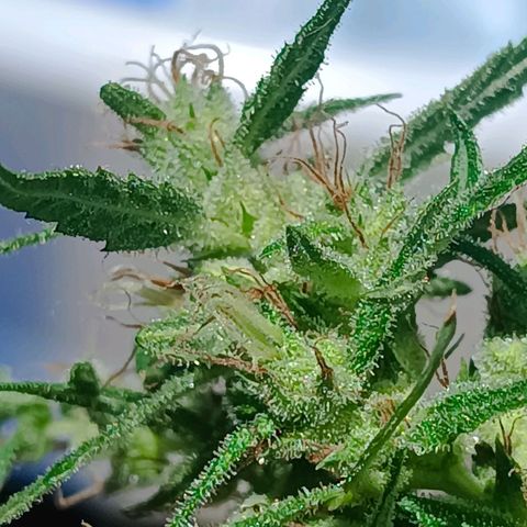 Prenseed ( Artemis) 🍊🍋🍬 growlog timeline photo