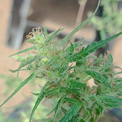 Prenseed ( Artemis) 🍊🍋🍬 growlog in Ao ar livre