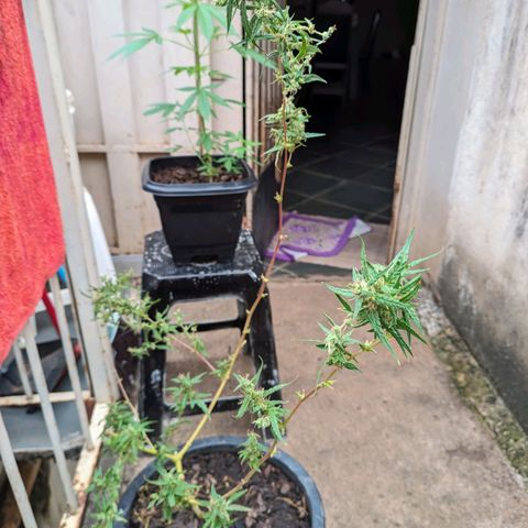 Prenseed ( Artemis) 🍊🍋🍬 growlog timeline photo