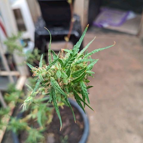 Prenseed ( Artemis) 🍊🍋🍬 growlog timeline photo