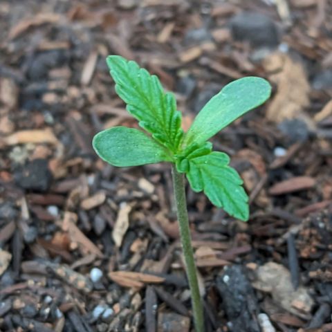 Alien snack auto growlog timeline photo