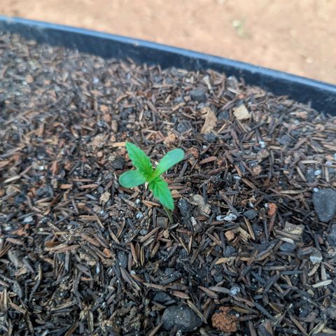 Alien snack auto growlog timeline photo