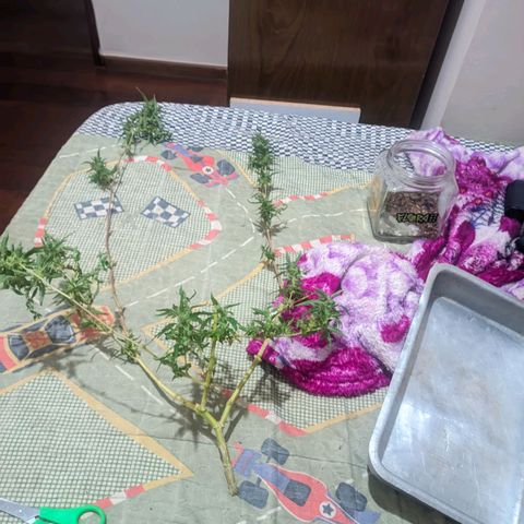 Prenseed ( Artemis) 🍊🍋🍬 growlog timeline photo