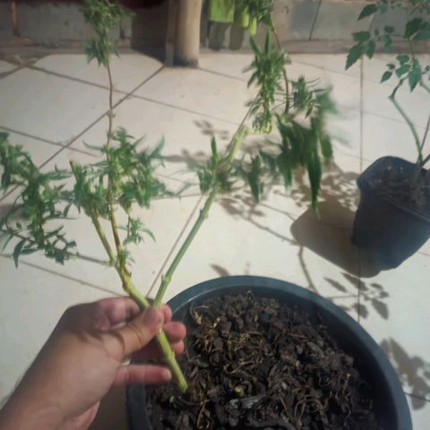 Prenseed ( Artemis) 🍊🍋🍬 growlog timeline photo