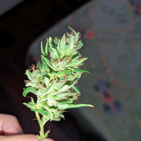 Prenseed ( Artemis) 🍊🍋🍬 growlog timeline photo
