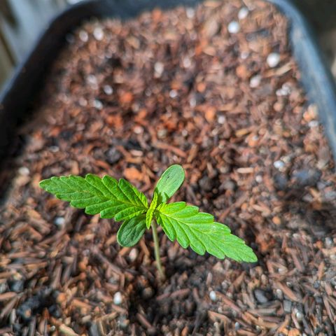 Alien snack auto growlog timeline photo