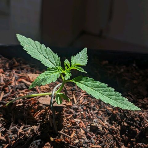 Alien snack auto growlog timeline photo
