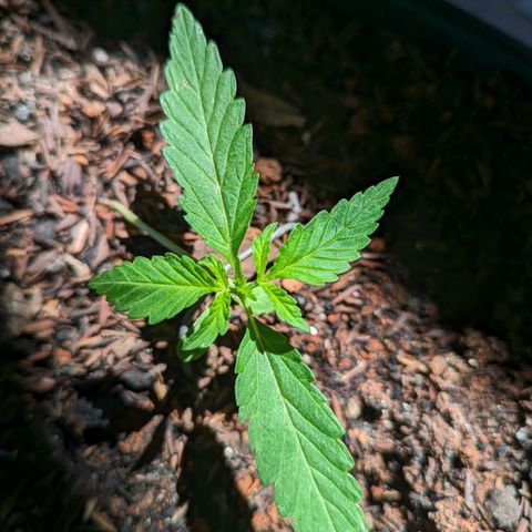 Alien snack auto growlog timeline photo