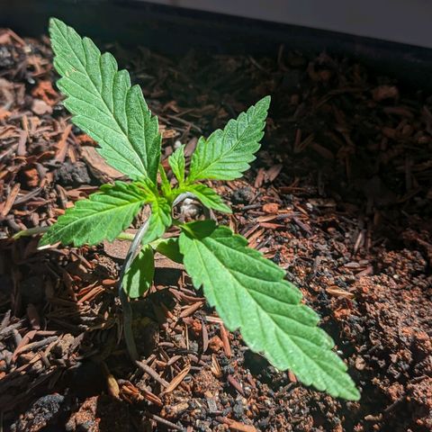 Alien snack auto growlog timeline photo