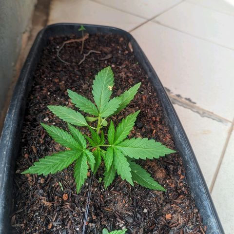 Alien snack auto growlog timeline photo