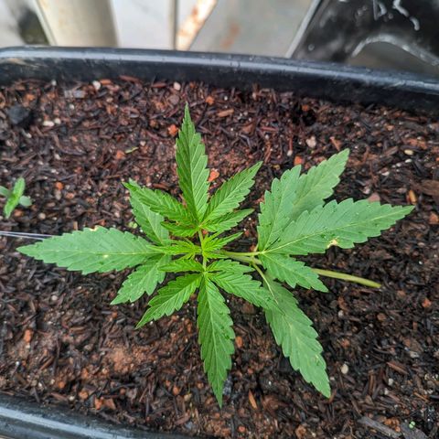 Alien snack auto growlog timeline photo