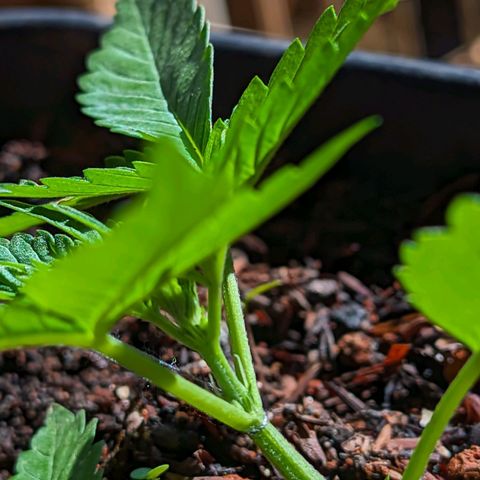 Alien snack auto growlog timeline photo