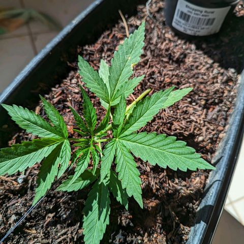 Alien snack auto growlog timeline photo