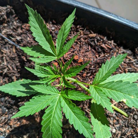 Alien snack auto growlog timeline photo