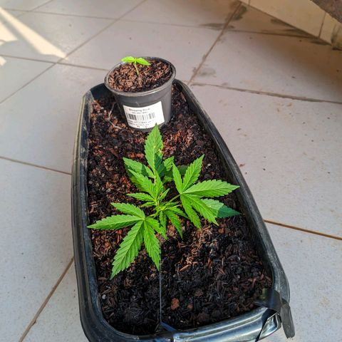 Alien snack auto growlog timeline photo