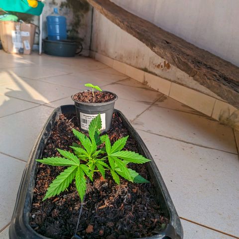 Alien snack auto growlog timeline photo