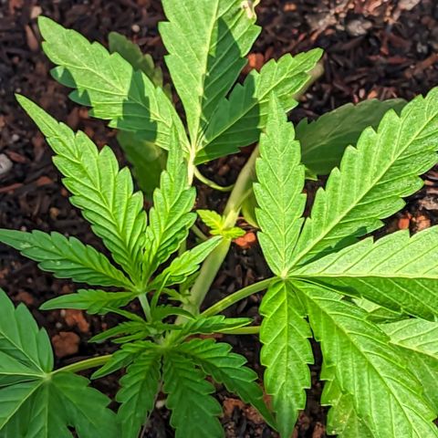 Alien snack auto growlog timeline photo