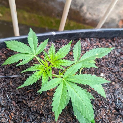 Alien snack auto growlog timeline photo