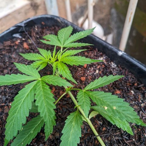 Alien snack auto growlog timeline photo
