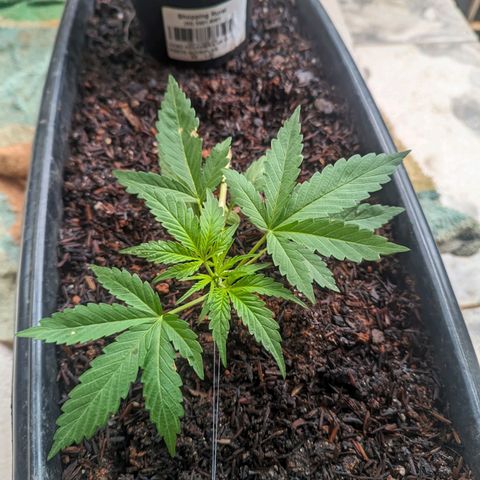 Alien snack auto growlog timeline photo