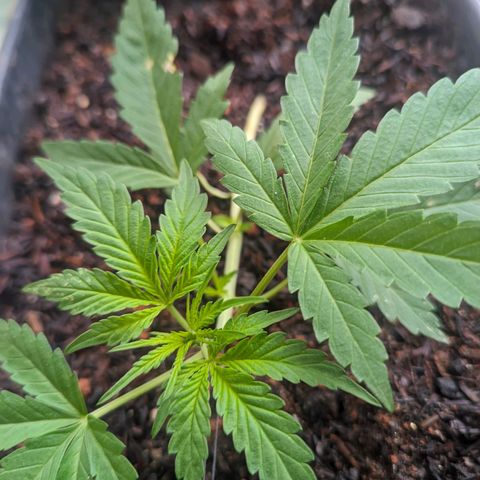 Alien snack auto growlog timeline photo