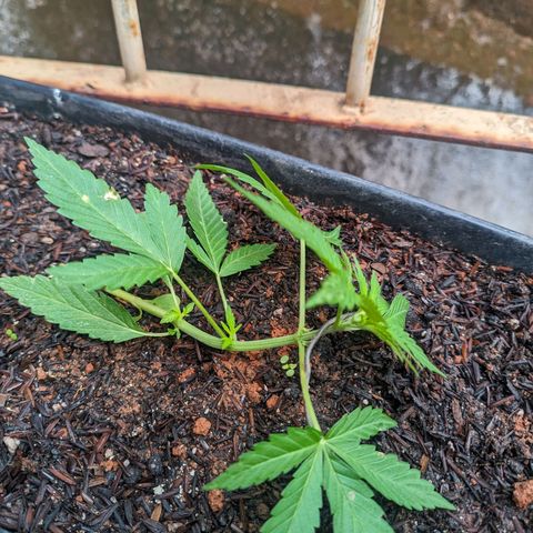 Alien snack auto growlog timeline photo