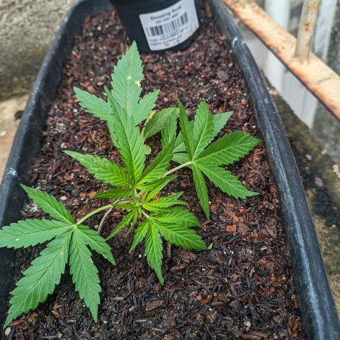 Alien snack auto growlog timeline photo