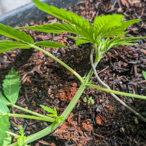 Alien snack auto growlog timeline photo