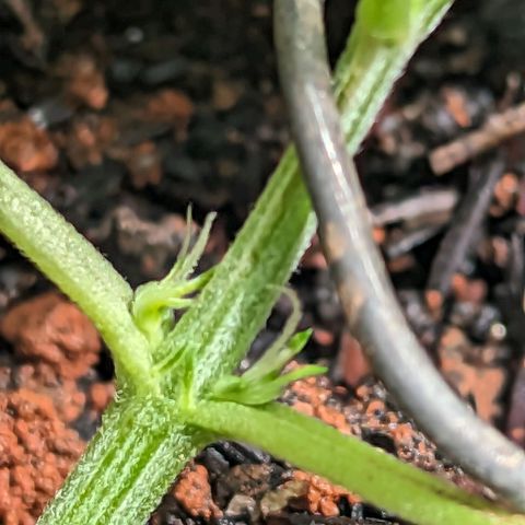 Alien snack auto growlog timeline photo