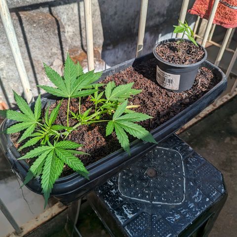 Alien snack auto growlog timeline photo