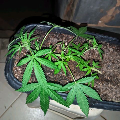 Alien snack auto growlog timeline photo