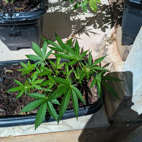 Alien snack auto growlog timeline photo