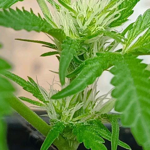 Alien snack auto growlog timeline photo