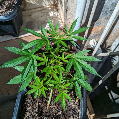 Alien snack auto growlog timeline photo