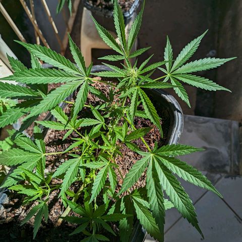 Alien snack auto growlog timeline photo