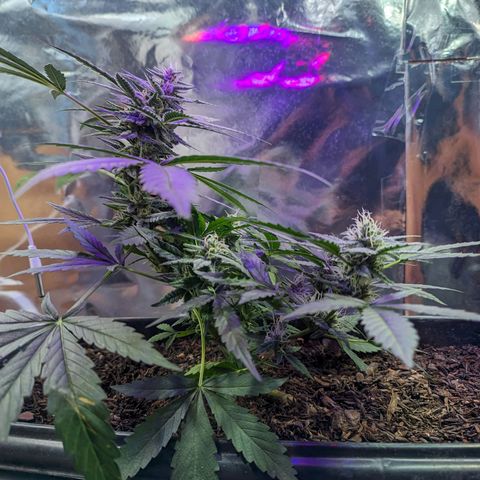 Alien snack auto growlog timeline photo