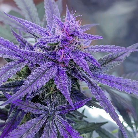 Alien snack auto growlog timeline photo