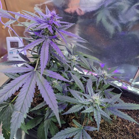 Alien snack auto growlog timeline photo