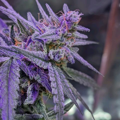 Alien snack auto growlog timeline photo