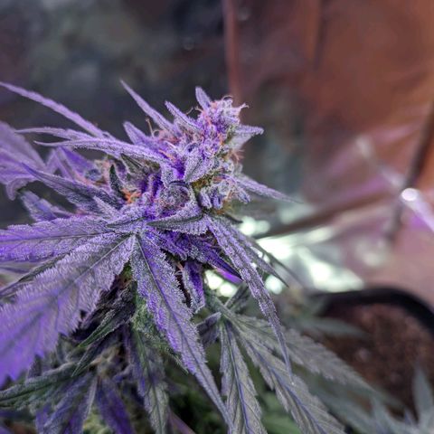 Alien snack auto growlog timeline photo