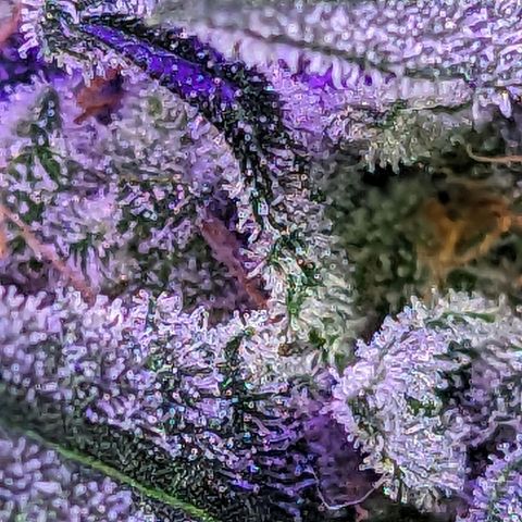 Alien snack auto growlog timeline photo