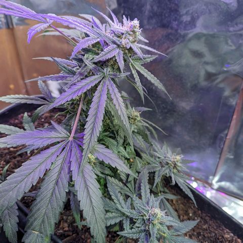 Alien snack auto growlog timeline photo