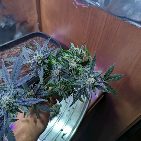 Alien snack auto growlog timeline photo