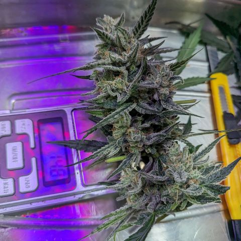 Alien snack auto growlog timeline photo