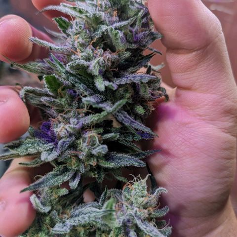 Alien snack auto growlog timeline photo