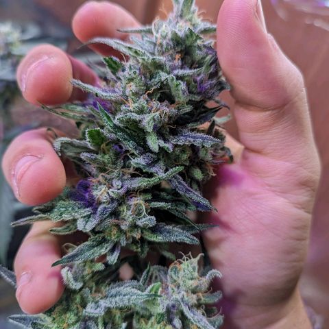 Alien snack auto growlog timeline photo