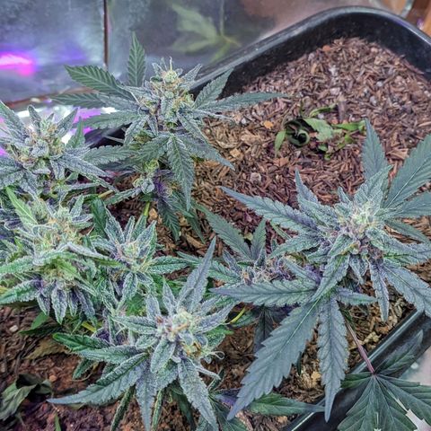 Alien snack auto growlog timeline photo