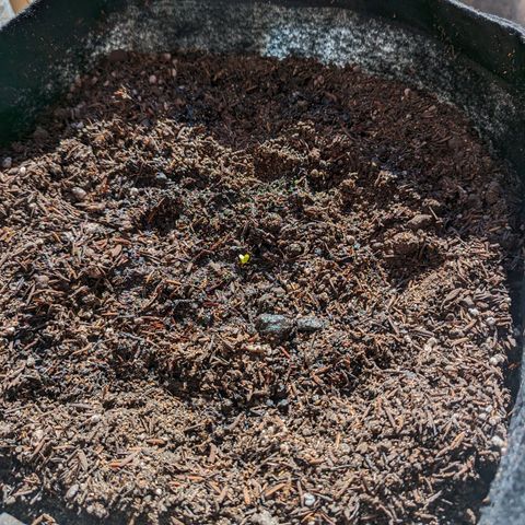 Banana Purple Punch Auto growlog timeline photo