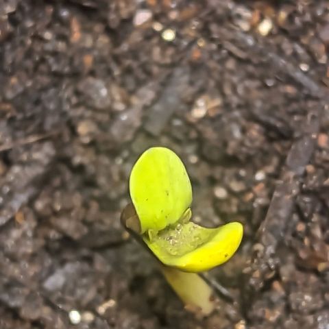 Banana Purple Punch Auto growlog timeline photo