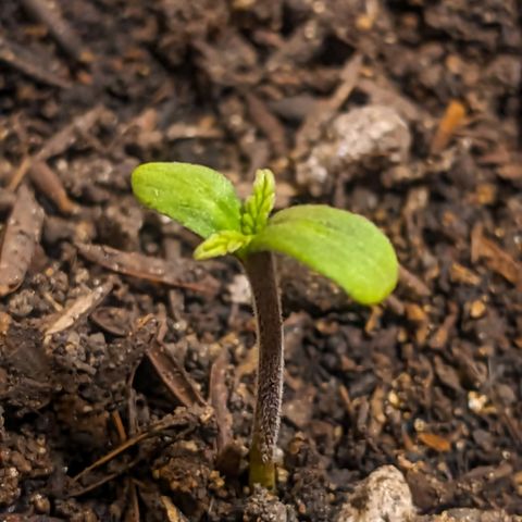 Banana Purple Punch Auto growlog timeline photo